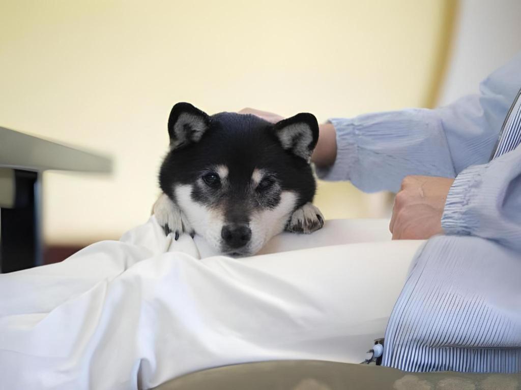 Izumigo Lake Hamanako Dog Paradise Hotel Hamamatsu Exterior foto